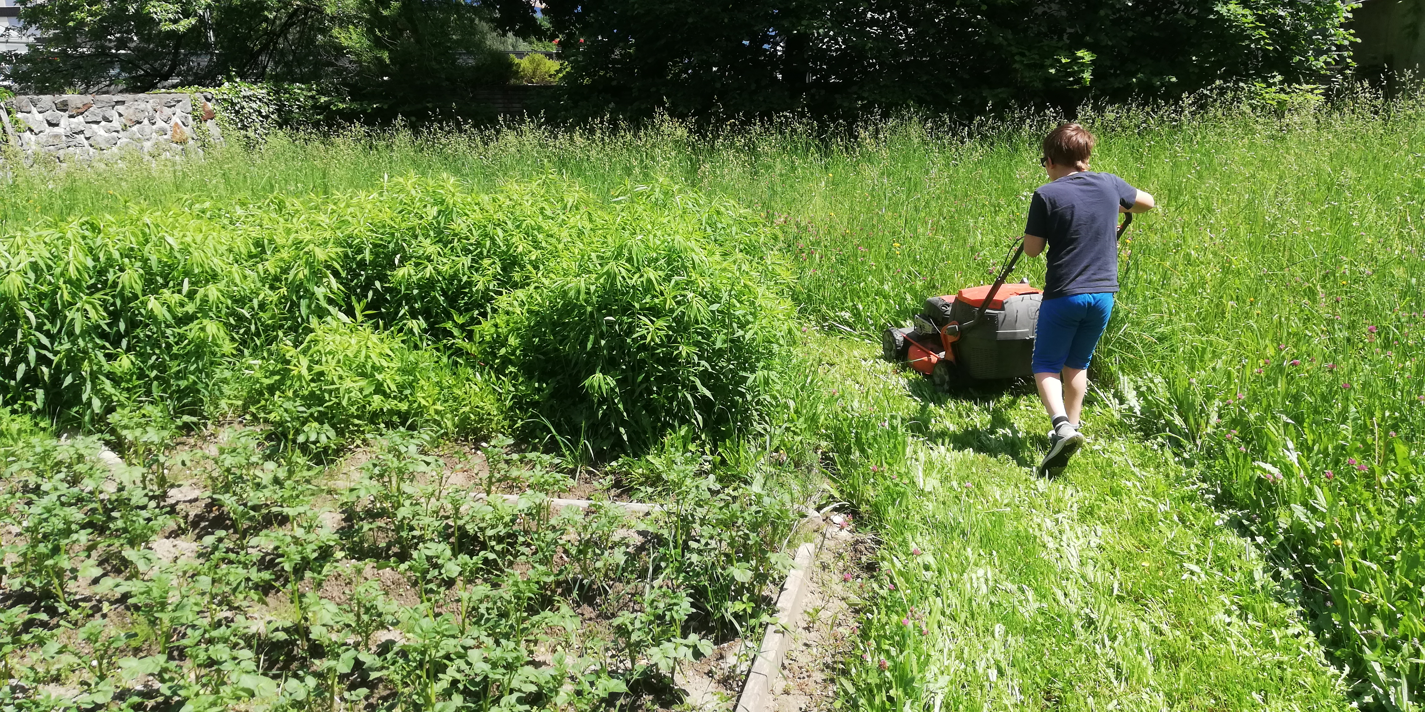 schulgarten10 Schulgarten10