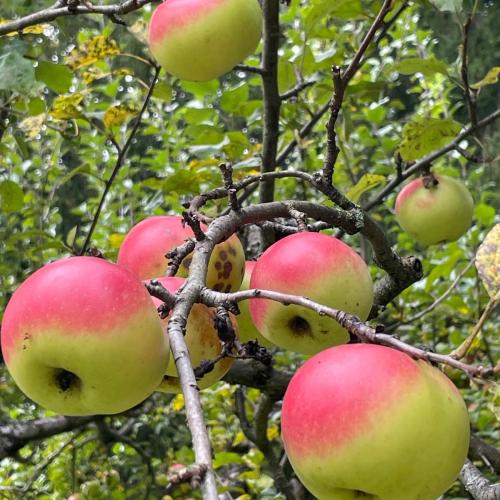 Äpfel 1