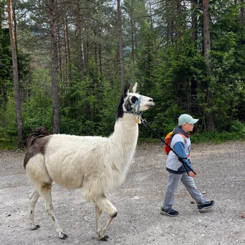 Lama 3